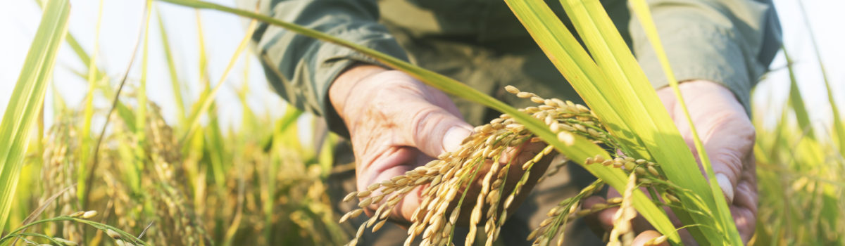 ¿Cuál es la importancia del agua en la producción de alimentos?