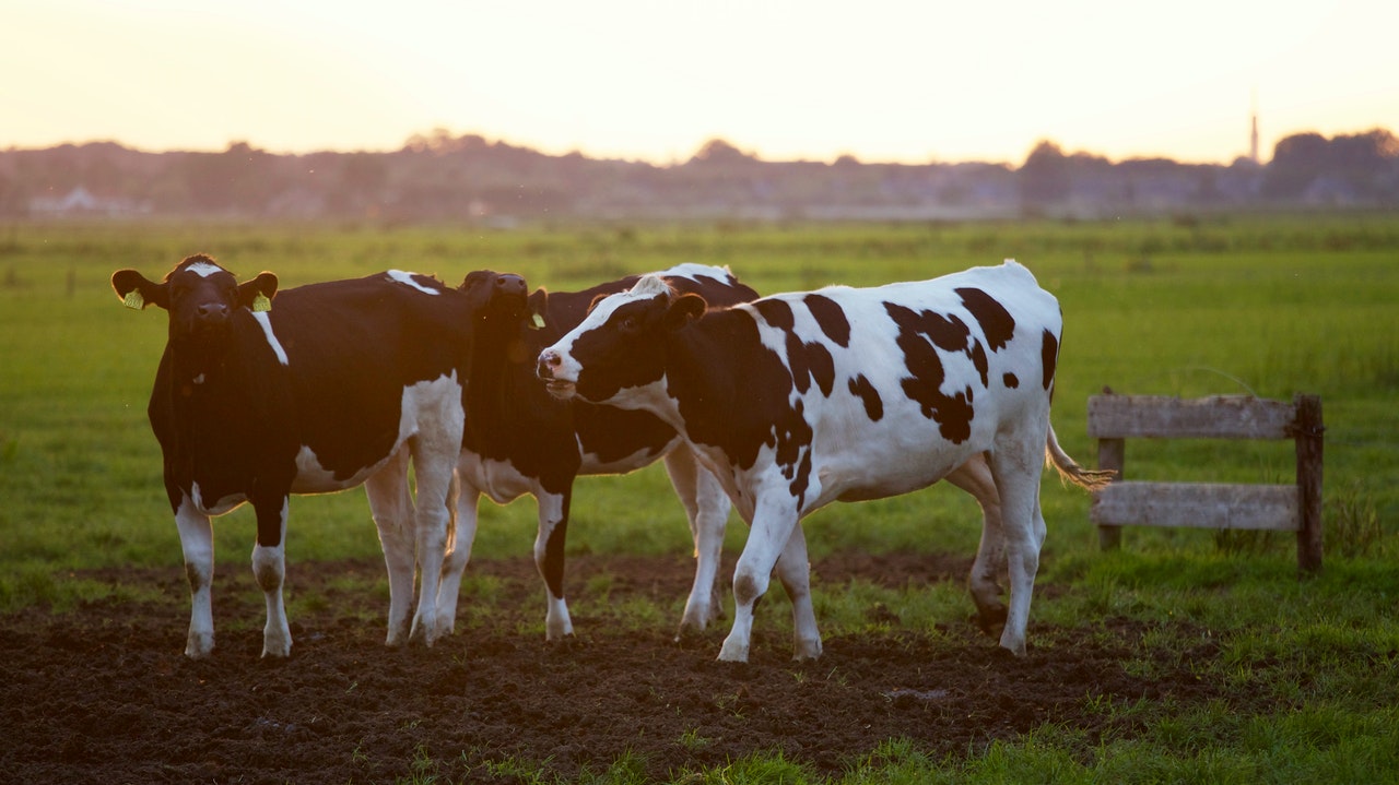 Agroindustria vacas