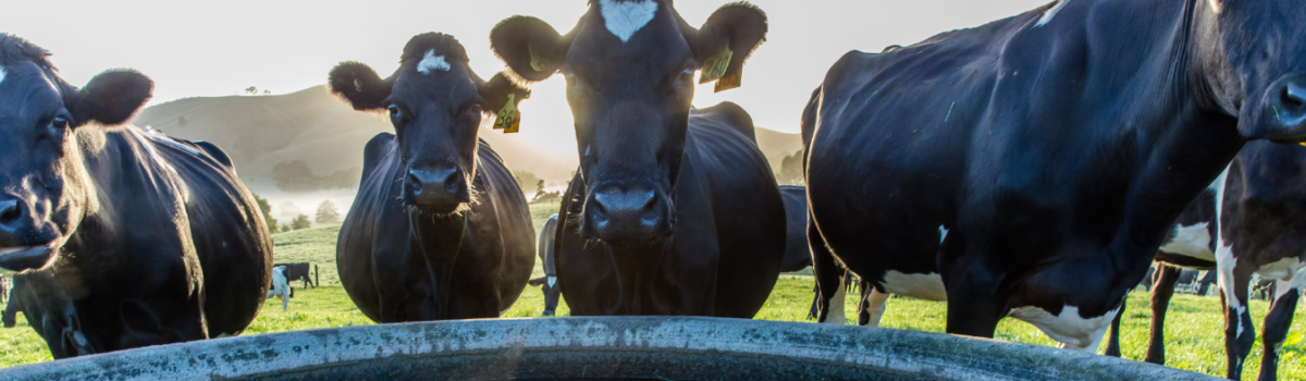 La importancia de almacenar agua en época de calor para ganado