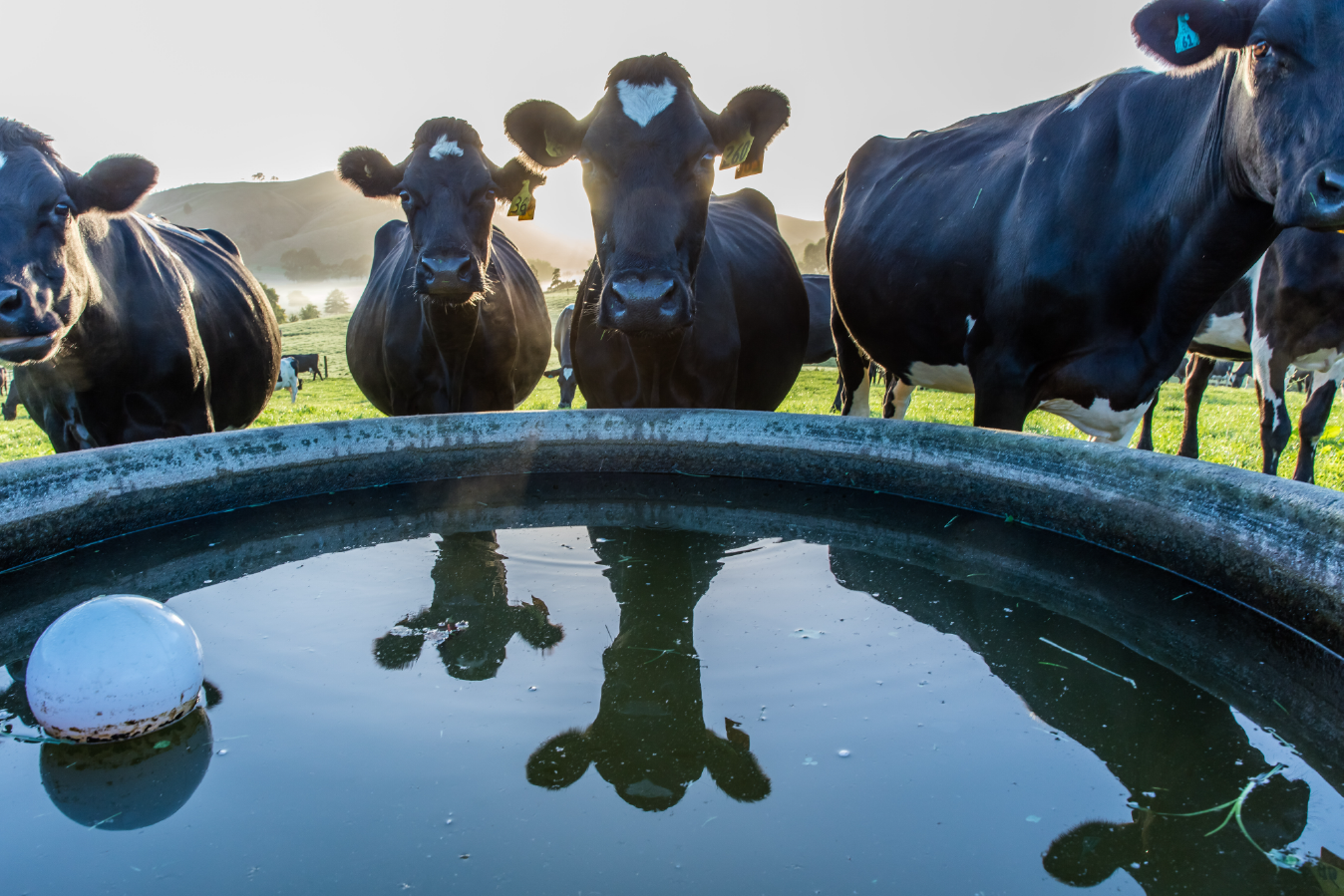 La importancia de almacenar agua en época de calor para ganado