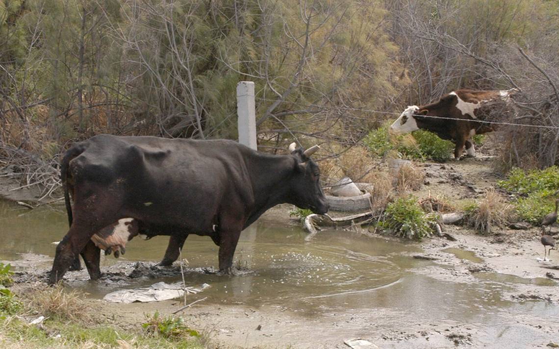 Contaminación