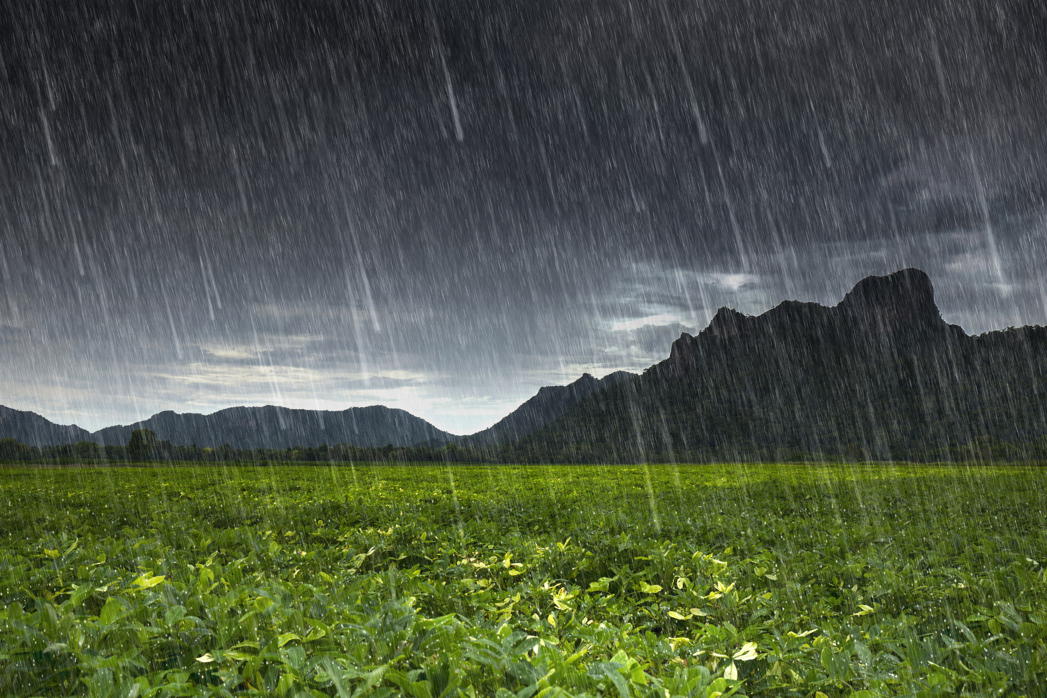 ¿Cuál es la agricultura que depende de la temporada de lluvias?