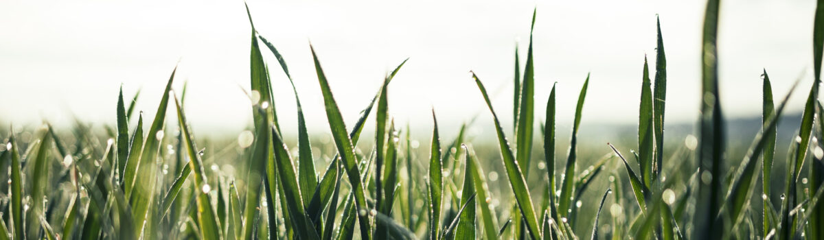 ¿Cómo aprovechar la temporada de lluvias en el campo?