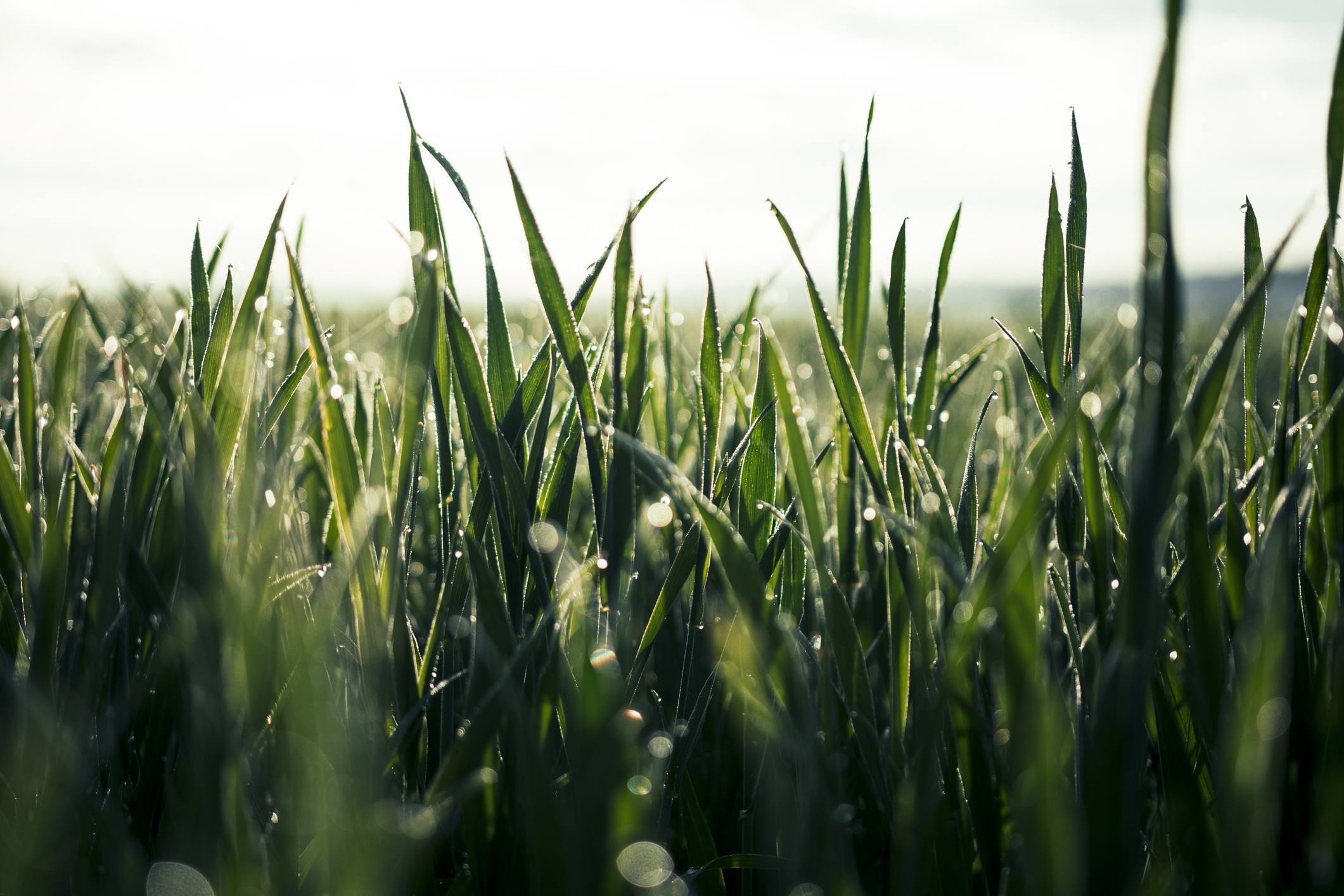 ¿Cómo aprovechar la temporada de lluvias en el campo?