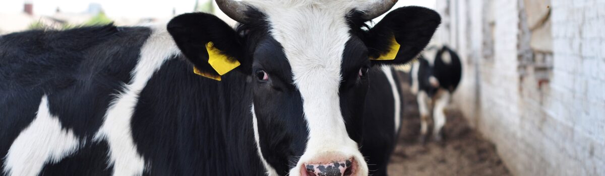 ¿Cómo asegurar un buen consumo de agua en los animales del campo?