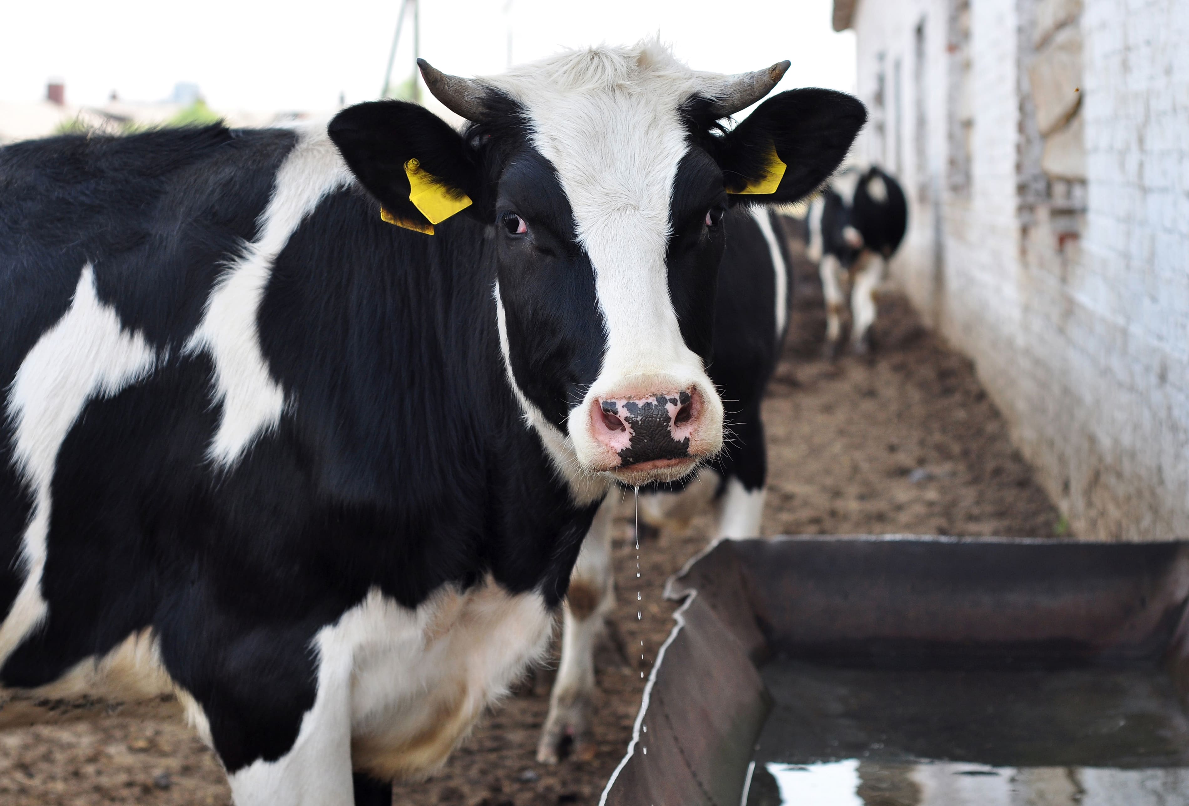 Consumo seguro de agua para animales