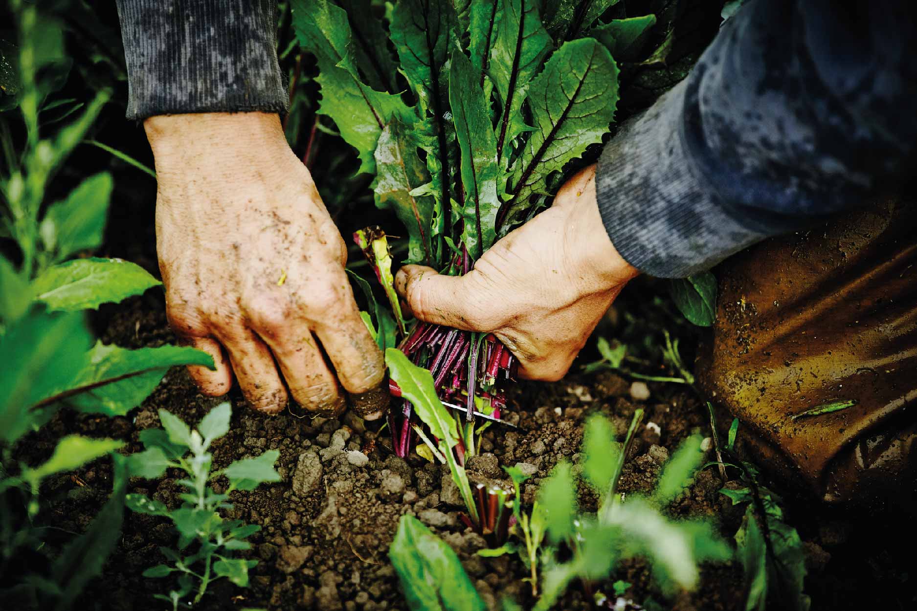 cultivos orgánicos