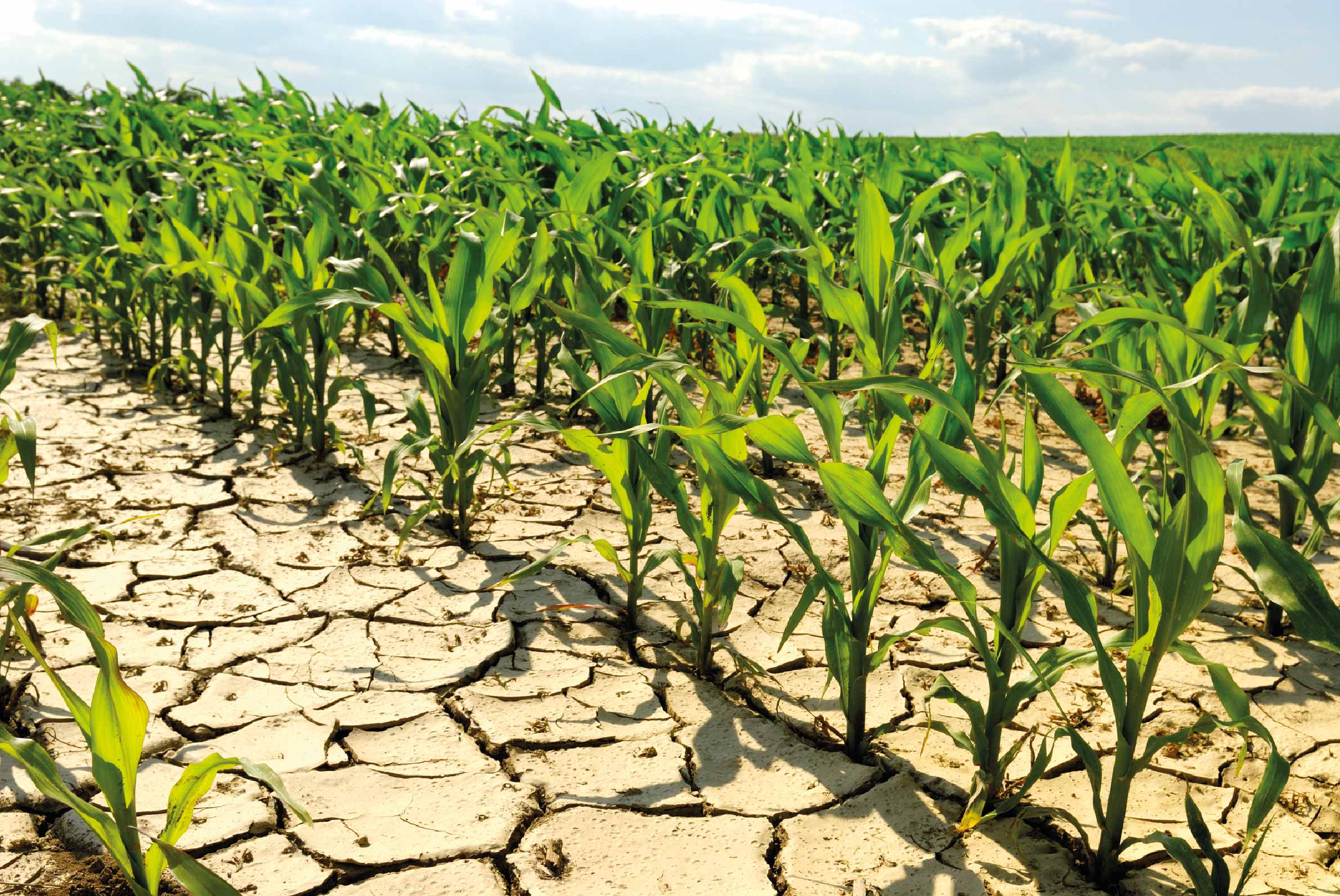 las repercusiones de la escasez de agua