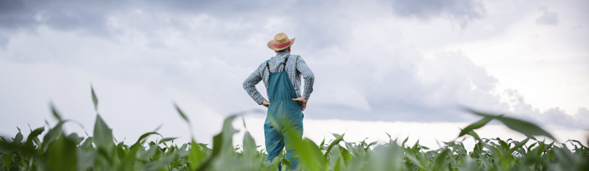 ¿Cómo almacenar agua de lluvia para riego?