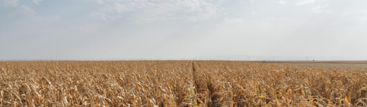 ¿Cómo enfrentar la sequía en el campo?